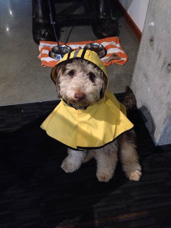 14732149_10100641638882751_9207887201755823838_n