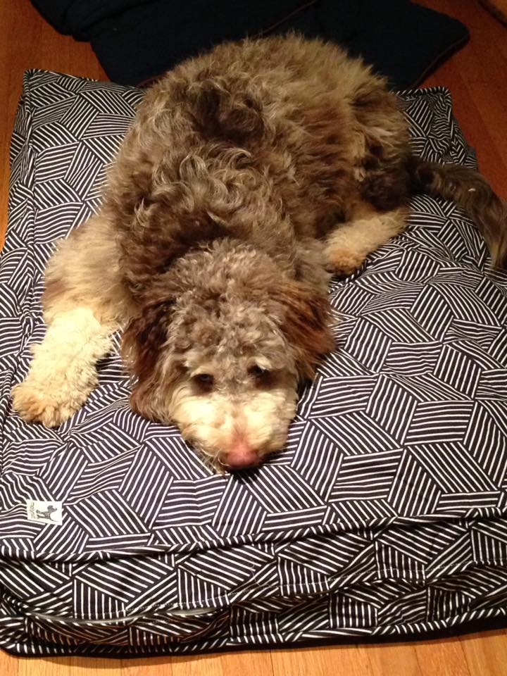 15400990_10100667129534281_231275070224277445_n