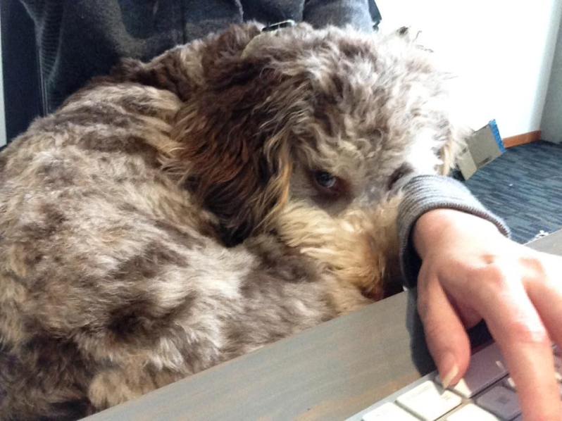 16998784_10100725808456251_2027664682601057028_n-1