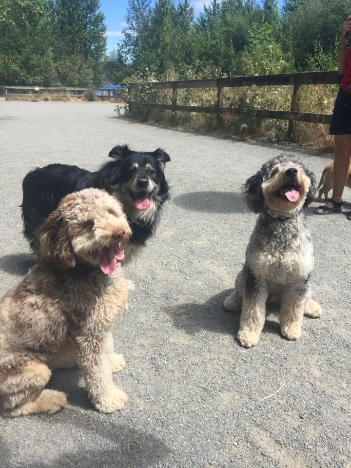 20046777_10100828872120841_5567010886795553460_n