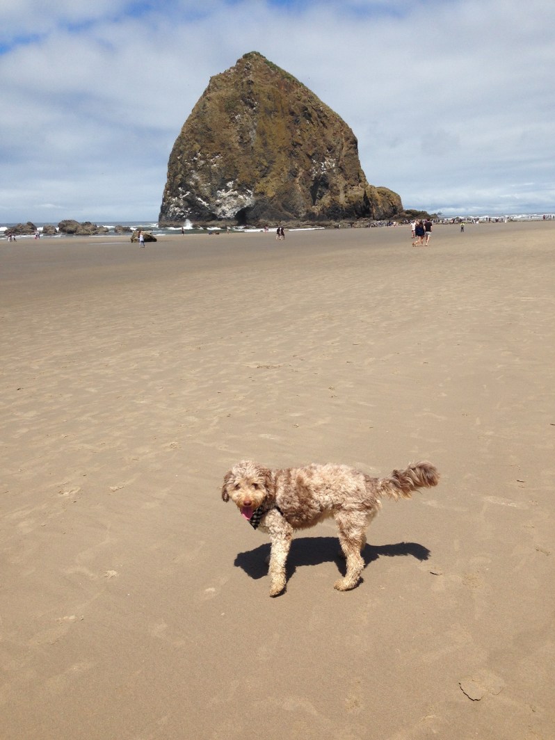 Dog Beach Haystack Rock Oregon