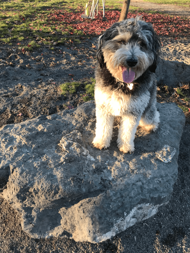 columbia-city-dog-park-03