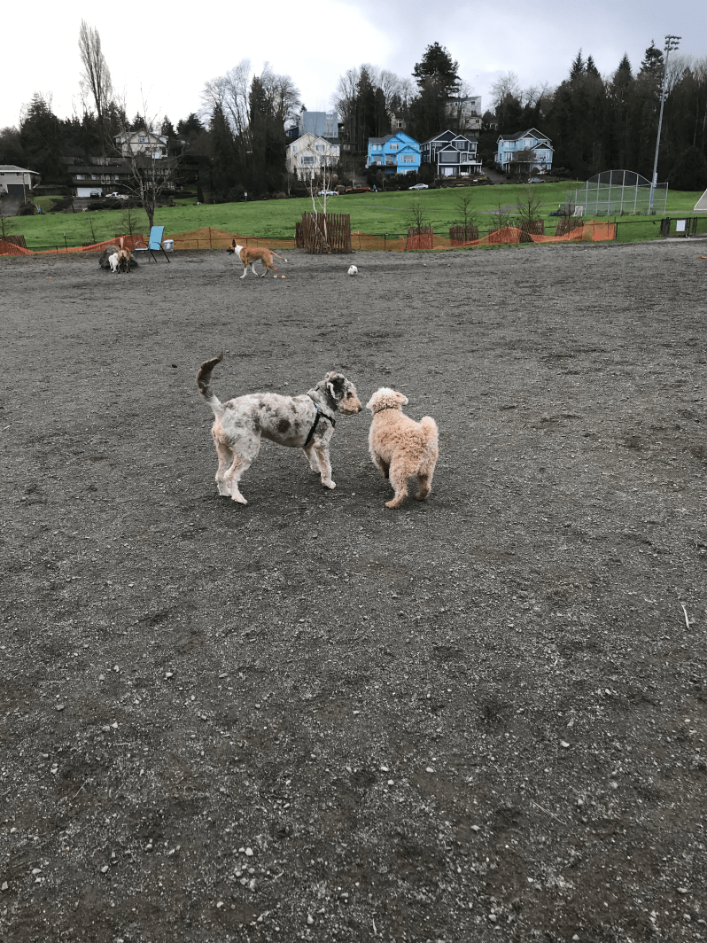 columbia-city-dog-park-04