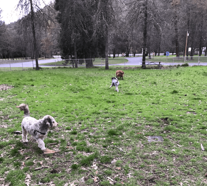 dogs-rogue-river-park