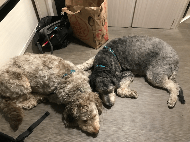 dogs-sleeping-on-floor