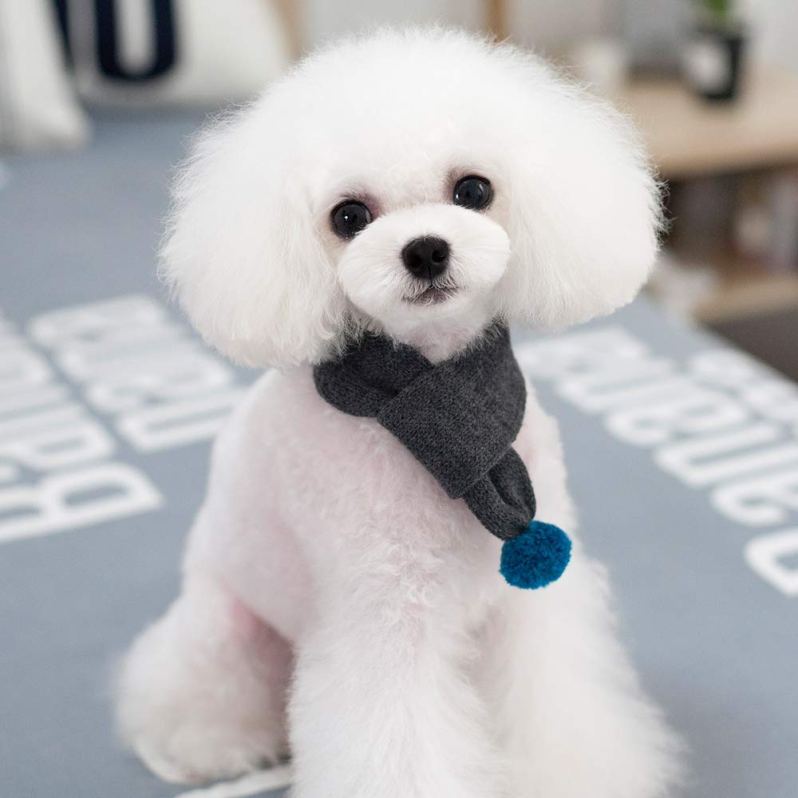 Small White Dog Wearing Gray Dog Scarf