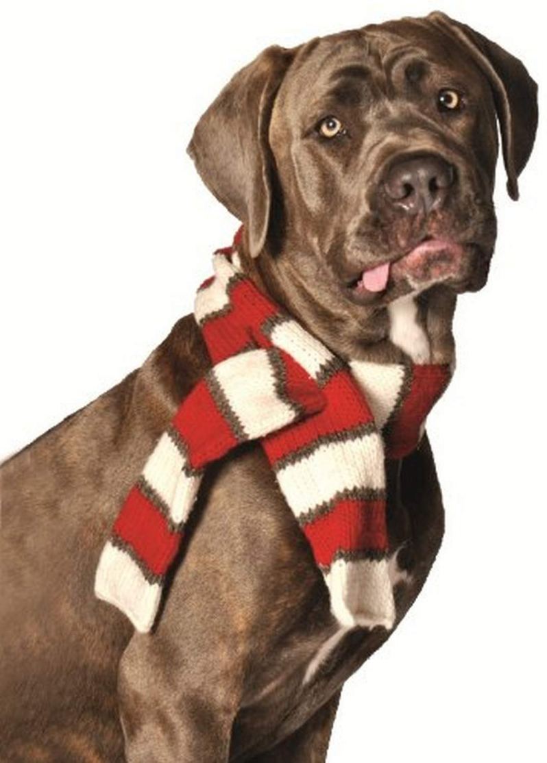 Dog Wearing Red and White Striped Dog Scarf