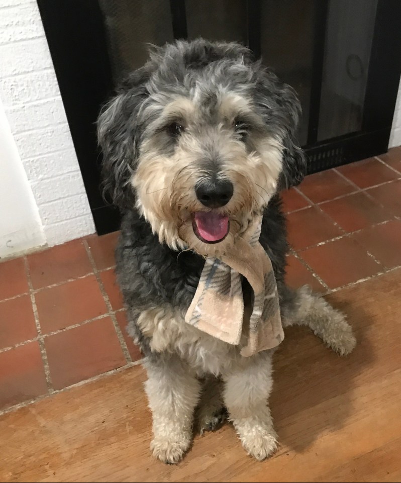 Aussiedoodle Wearing Dog Scarf