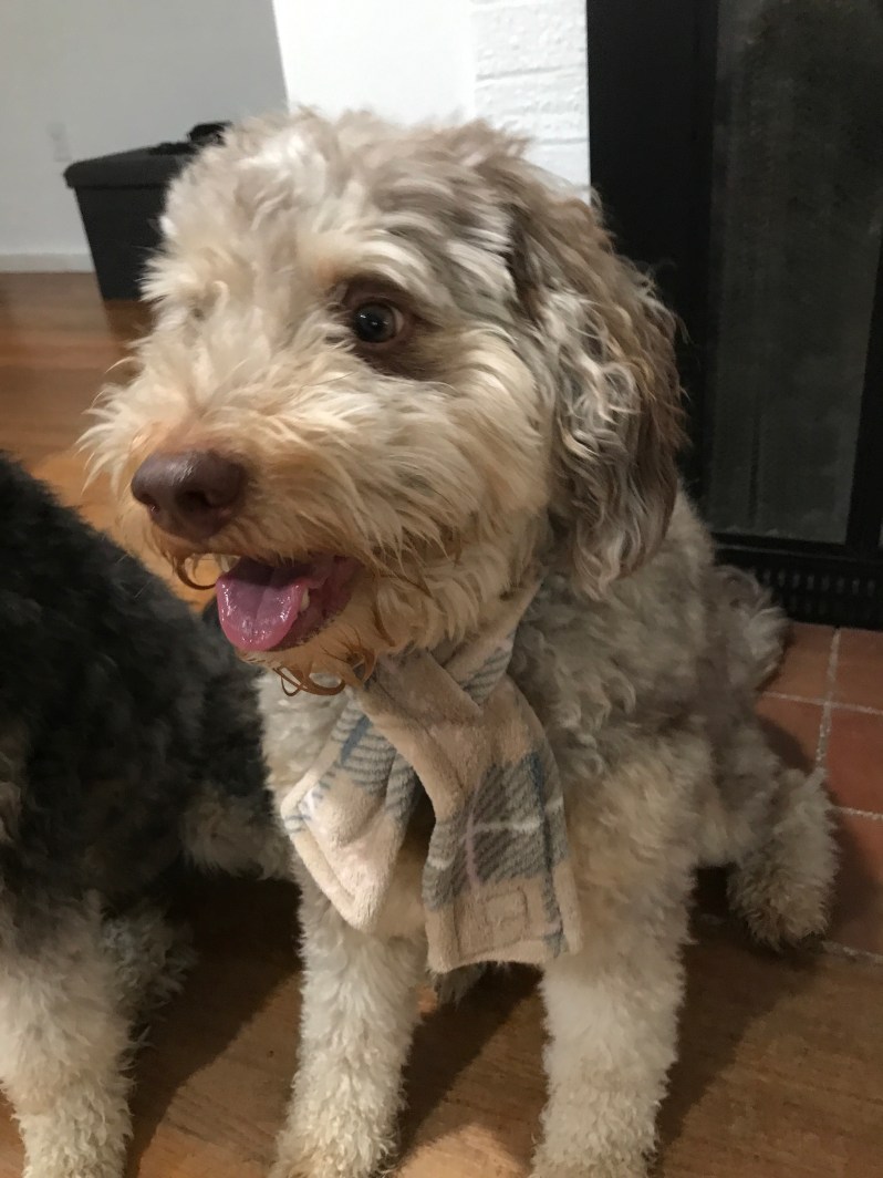 Dog Scarf on Aussiedoodle Dog