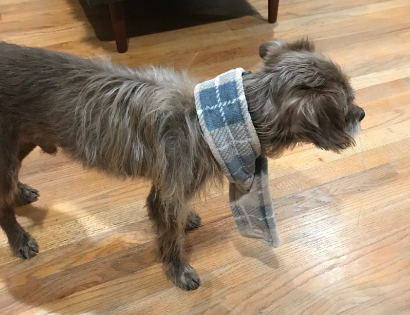 Border Terrier Dog Wearing Dog Scarf