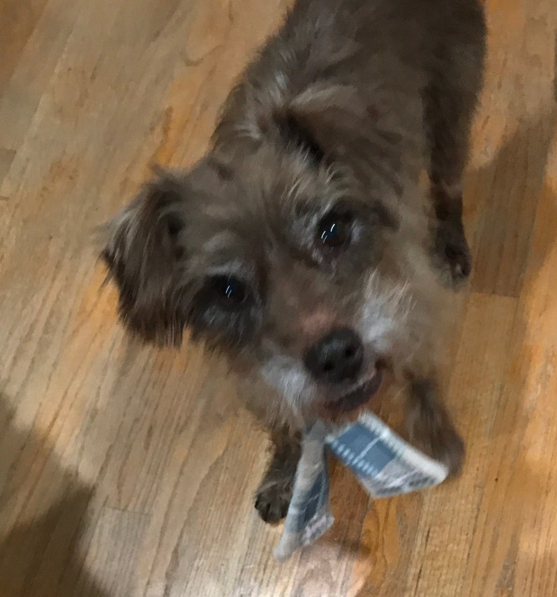 Border Terrier Dog Mix Wearing Dog Scarf