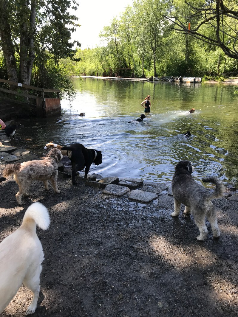 Water Access at Marymoor Dog Park | Aussiedoodle Adventures