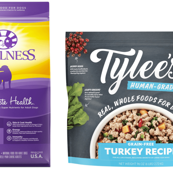 Best Dog Food for Aussiedoodles | Aussiedoodle Adventures