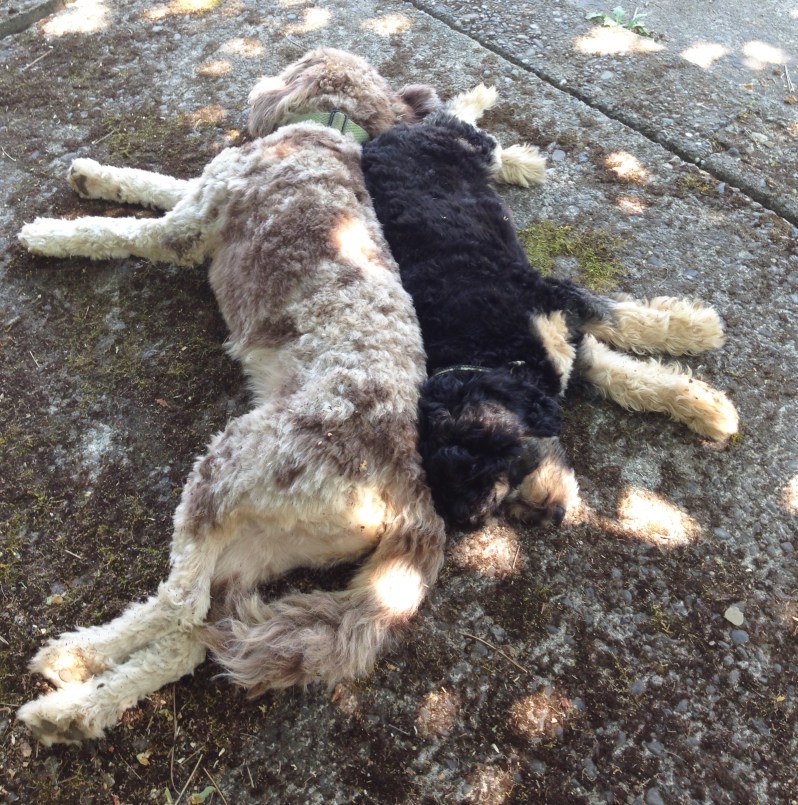 Ranger & Grizzly Cuddling