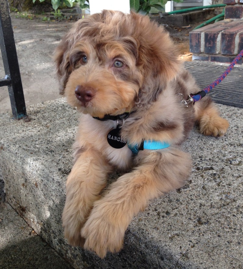 Red Merle Aussiedoodle Puppy
