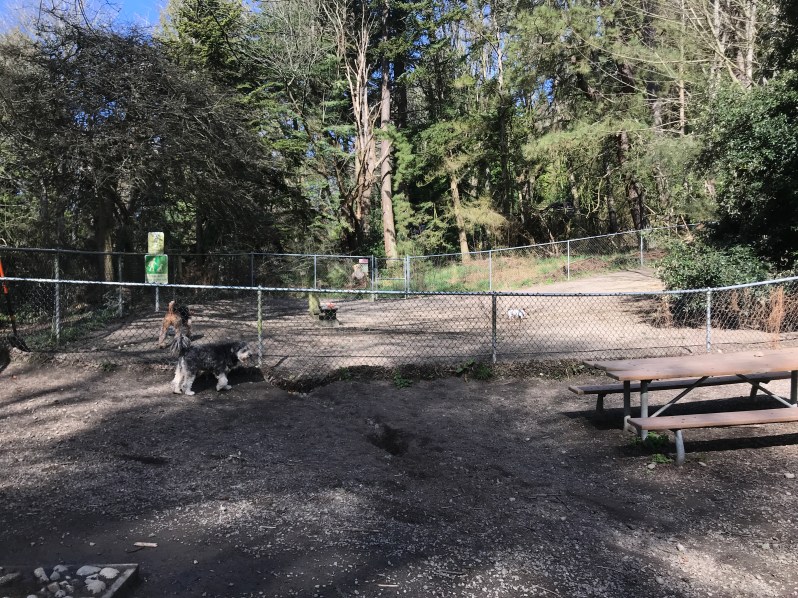 Small Dog Area at Golden Gardens Off-Leash Dog Park in Seattle