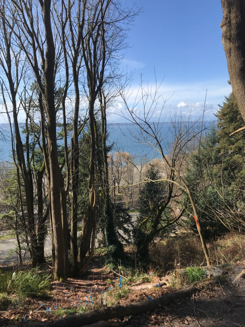 View from Trail at Golden Gardens in Seattle