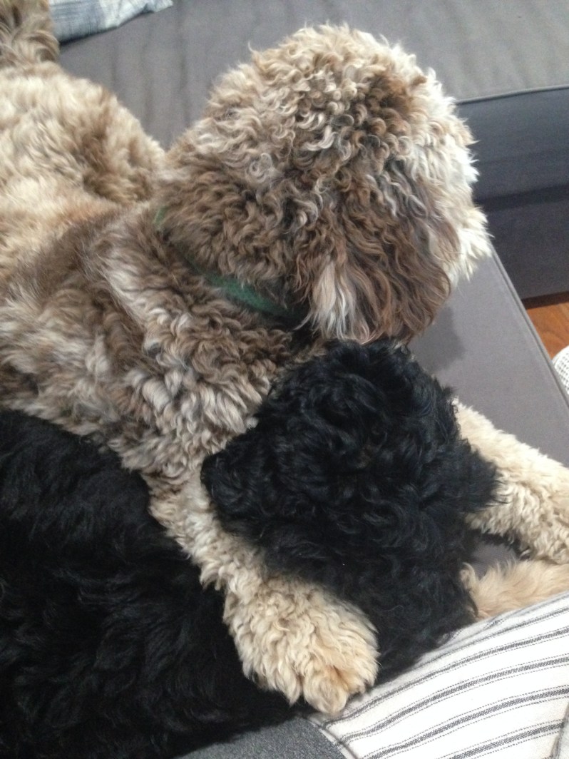 Big Brother Dog and Little Brother Dog | Aussiedoodle Adventures
