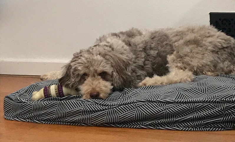 Aussiedoodle with Dental Dog Toy