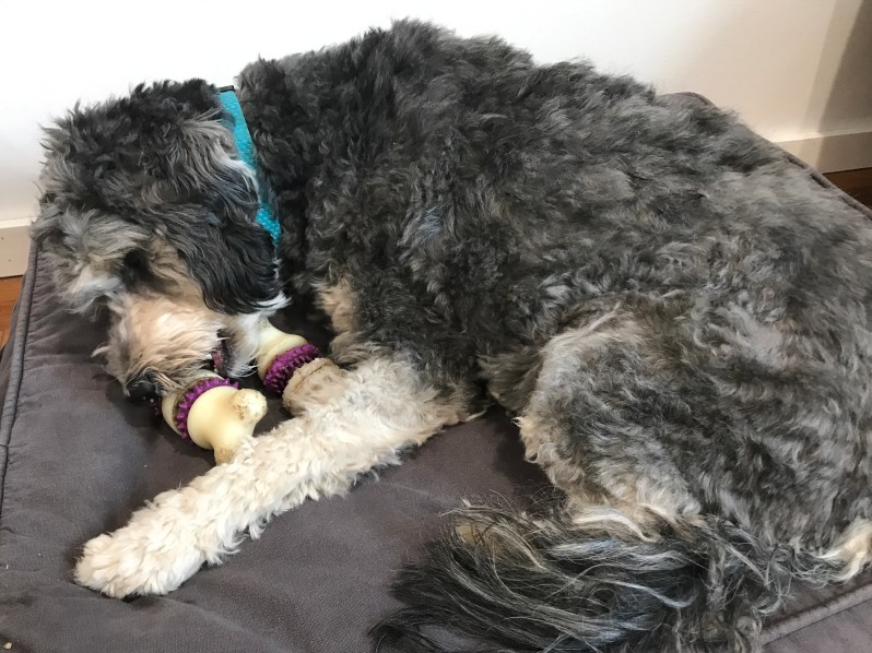Dog with Two Dental Dog Toys