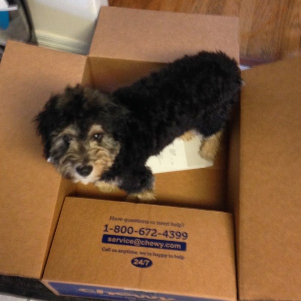 Aussiedoodle Puppy in a Chewy Box