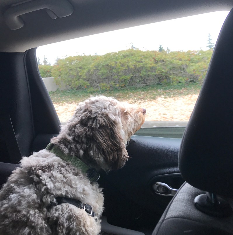 Dog Sticking Head Out Car Window 