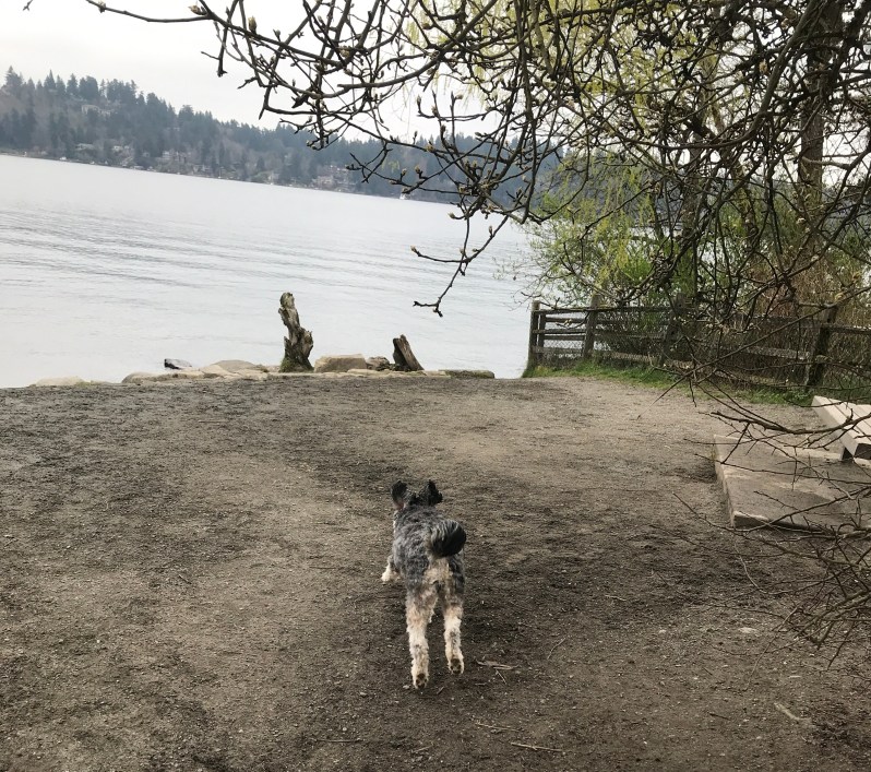 Dog Running to Beach at Mercer Island Dog Park
