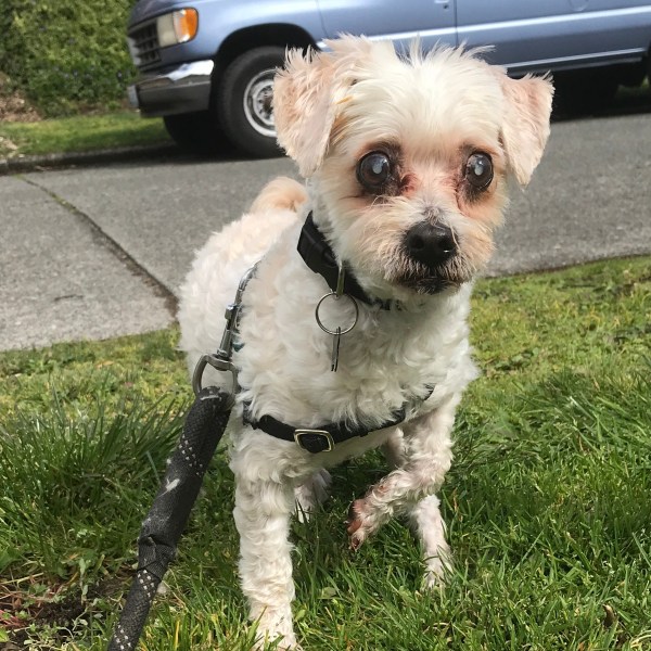 White Maltese Mix Blind Dog