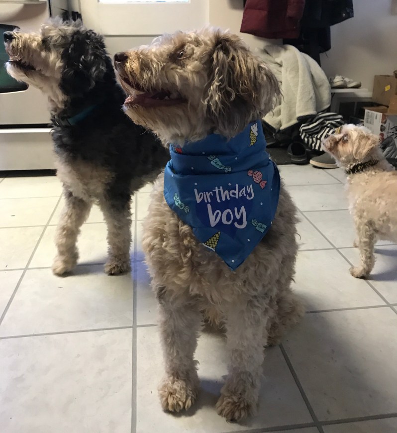 Dog Birthday Party